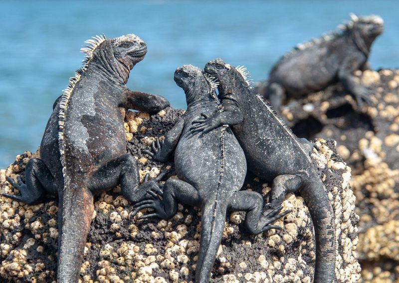 Galápagos Islands