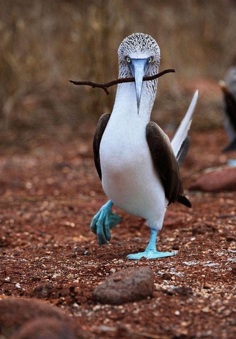 Galápagos Islands