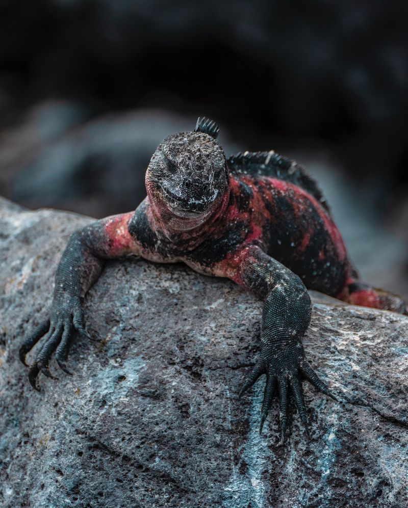 Galápagos Marine Iguana in Ecuador