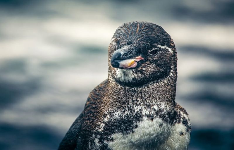 Galápagos Penguin