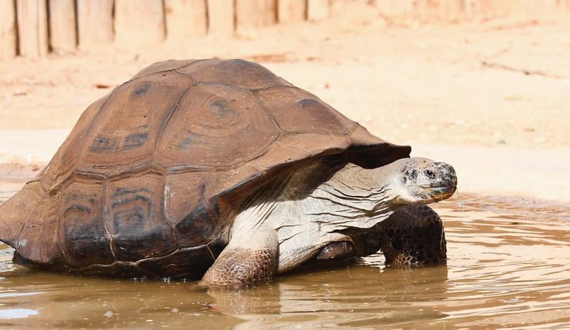 Galápagos Tortoise