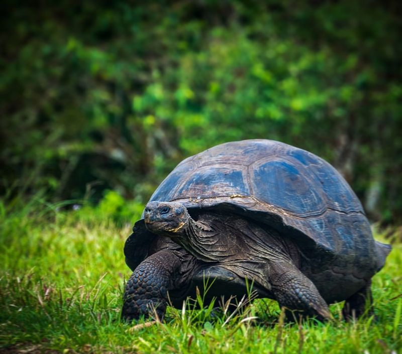 Galápagos Tortoise