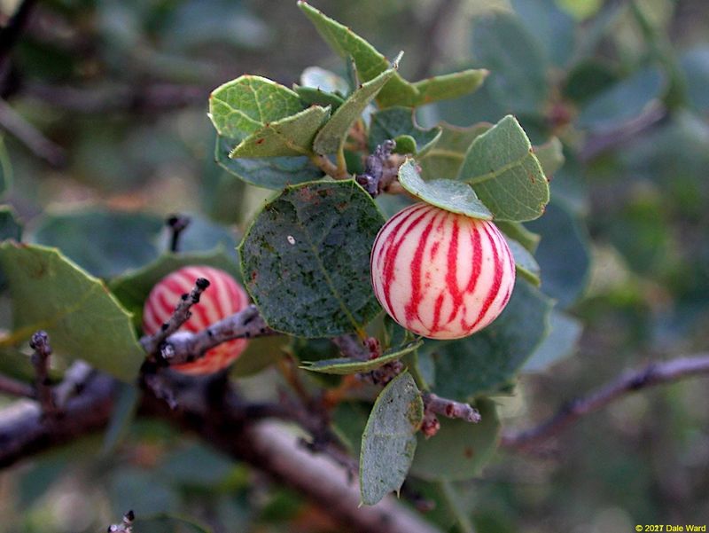 Gall Wasps and Galls