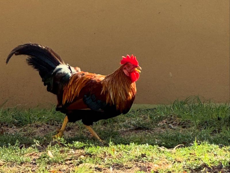 Gallic Rooster - France