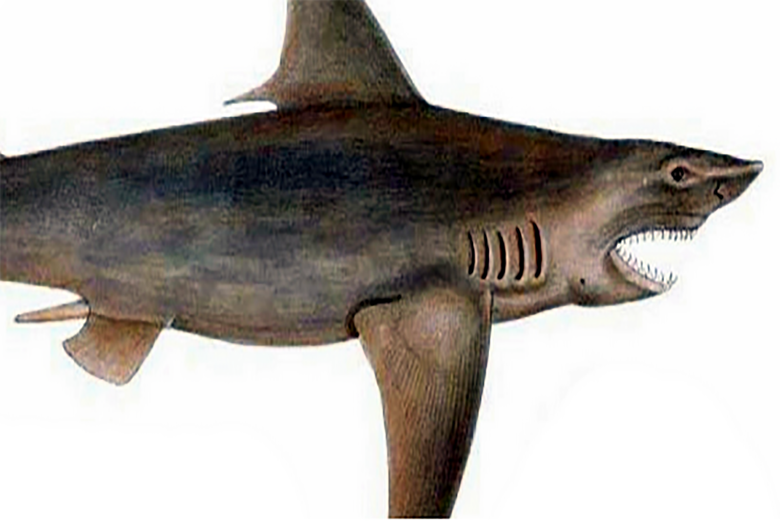 Ganges Shark