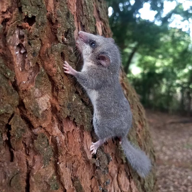 Garden Dormice