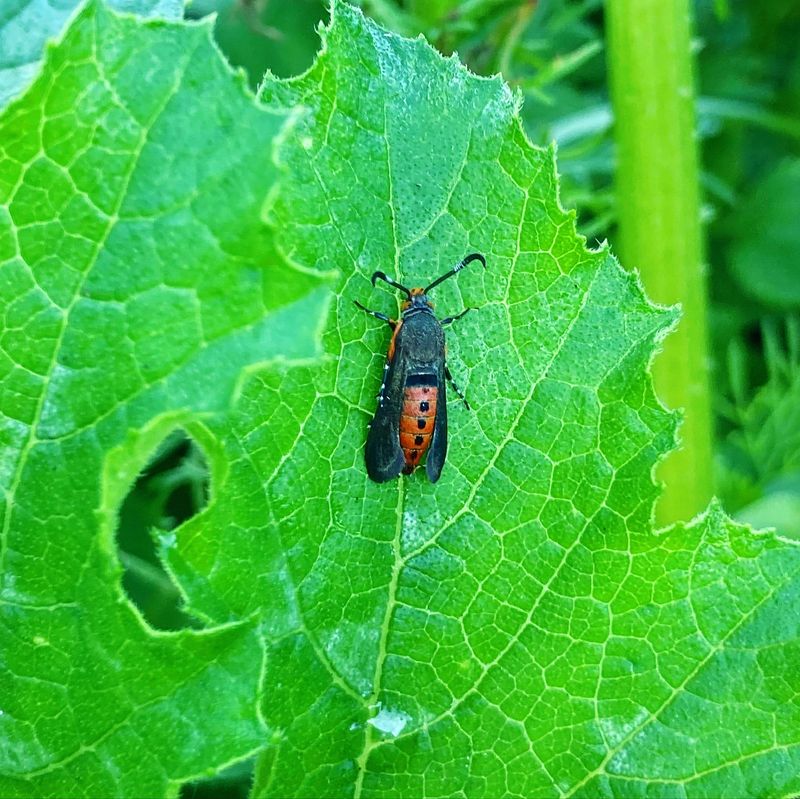 Garden Pests