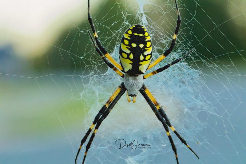 Garden Spider