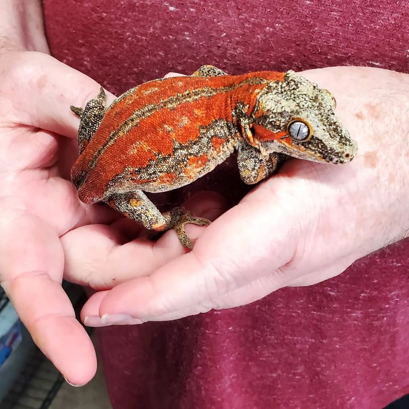 Gargoyle Gecko