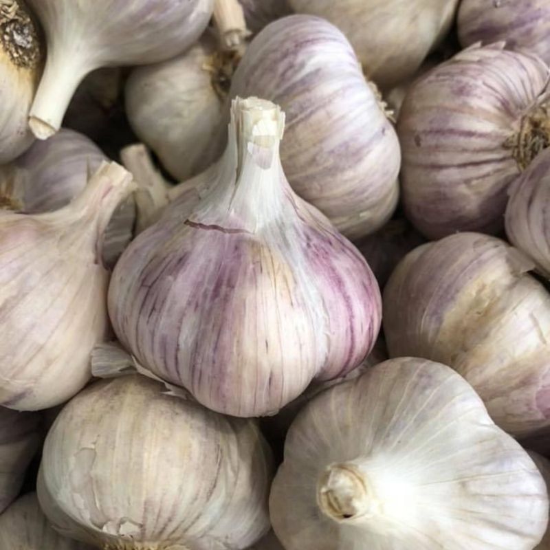 Garlic