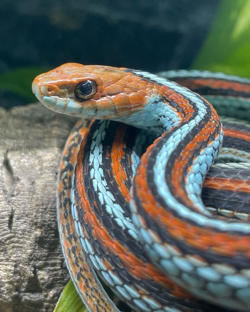 Garter Snake