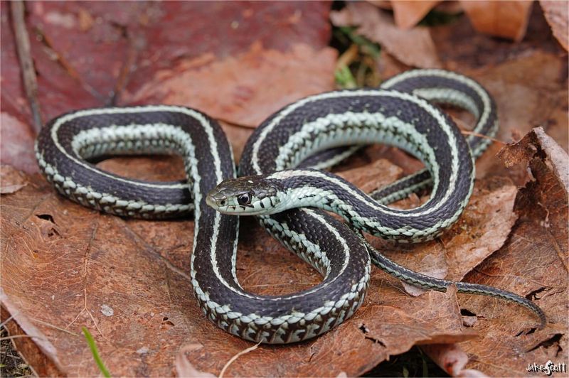 Garter Snake