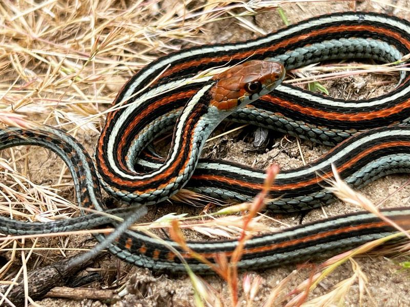 Garter Snake