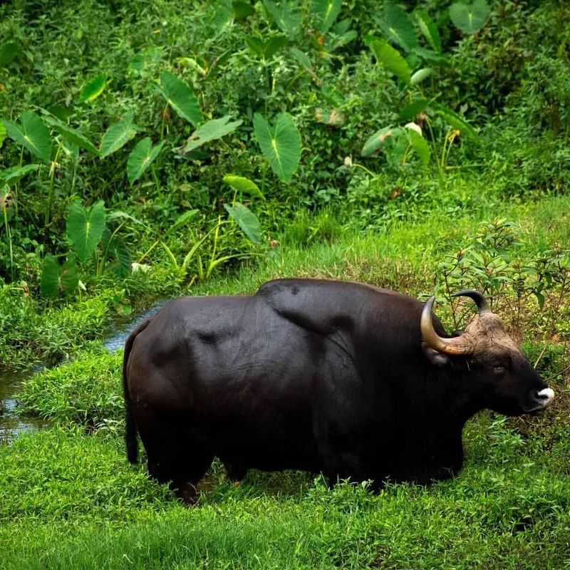 Gaur