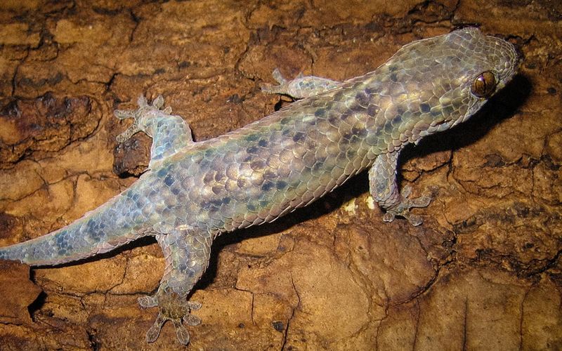 Geckolepis megalepis (Giant Gecko)