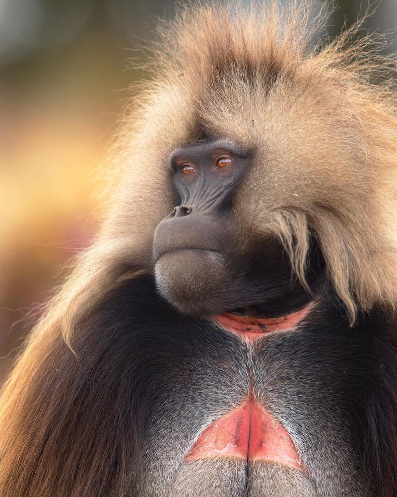 Gelada Baboon