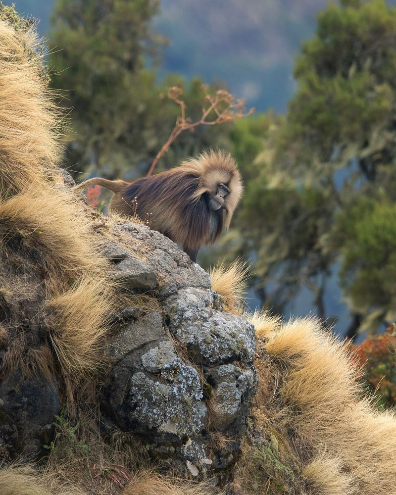 Gelada Baboon