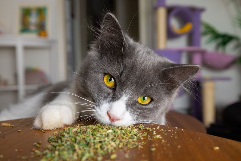 Genetic Sensitivity to Catnip