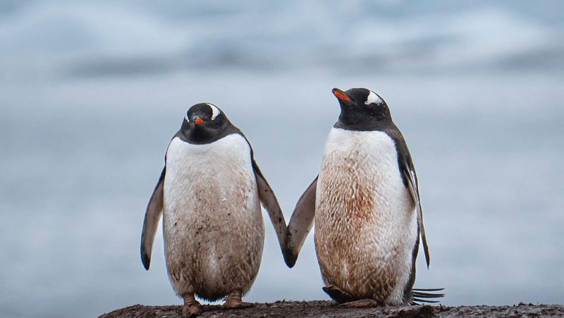 Gentoo Penguin