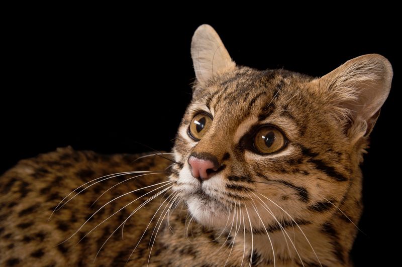 Geoffroy's Cat