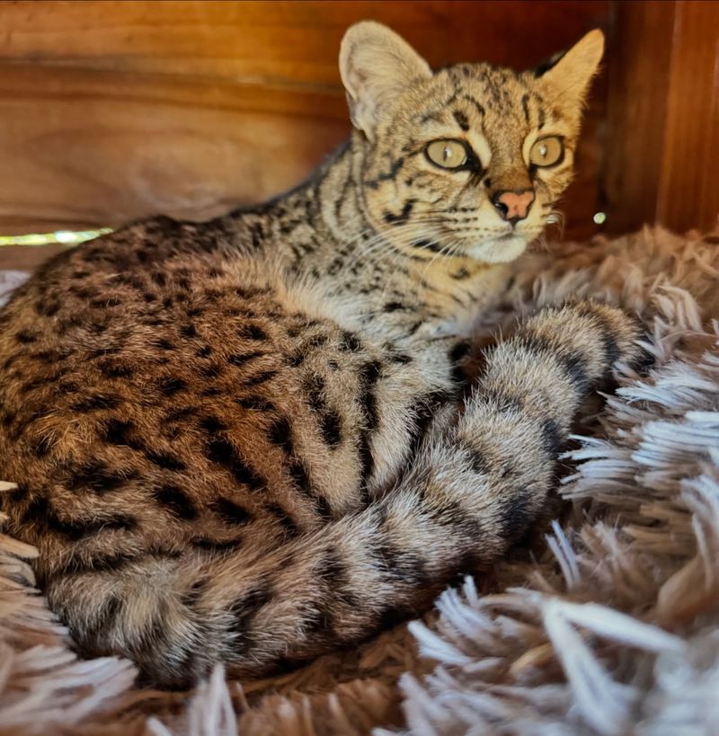 Geoffroy’s Cat (Leopardus geoffroyi)