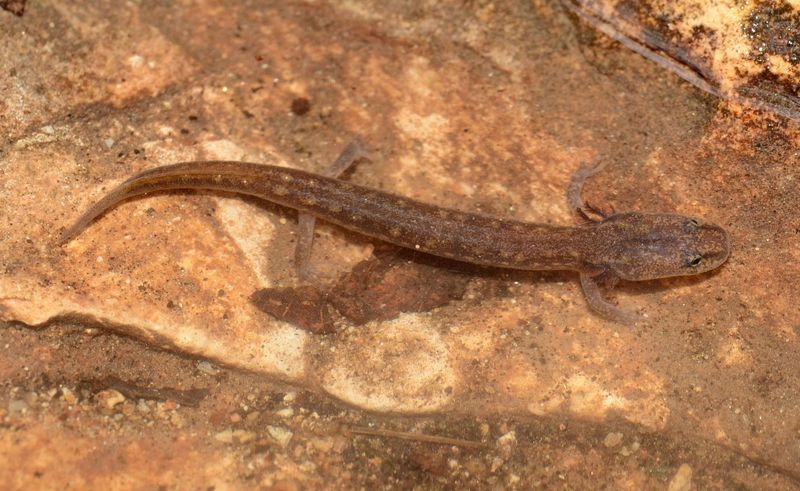 Georgetown Salamander