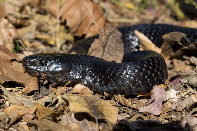 Georgia's Eastern Indigo Snake