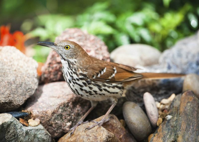 Georgia - Brown Thrasher