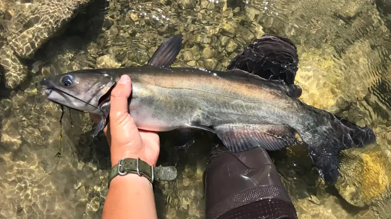 Georgia: Channel Catfish