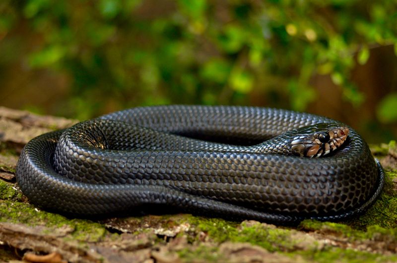 Georgia - Eastern Indigo Snake