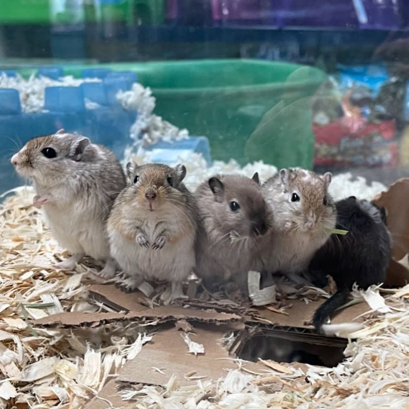 Gerbils