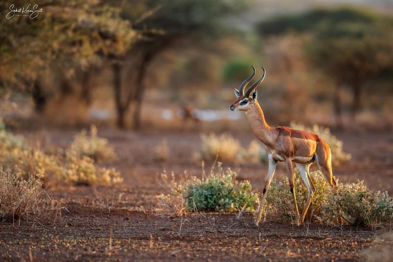 Gerenuk in Kenya