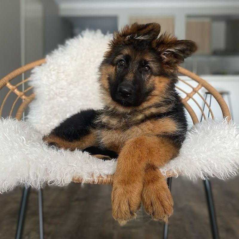 German Shepherd