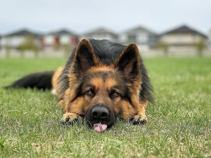 German Shepherd