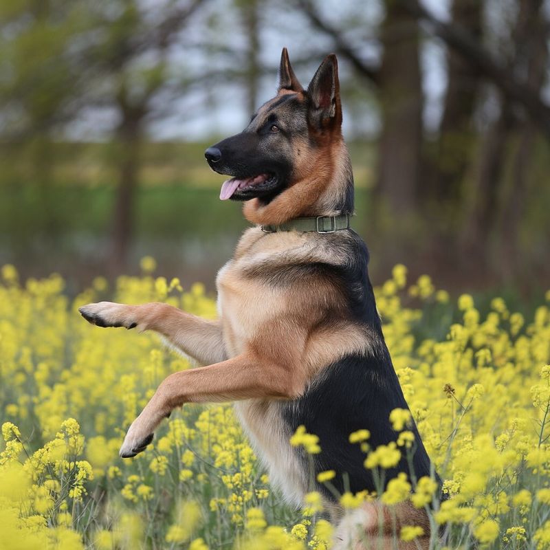 German Shepherd