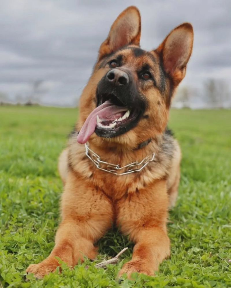 German Shepherd