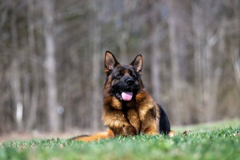 German Shepherd