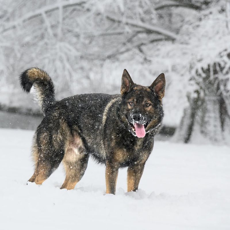 German Shepherd