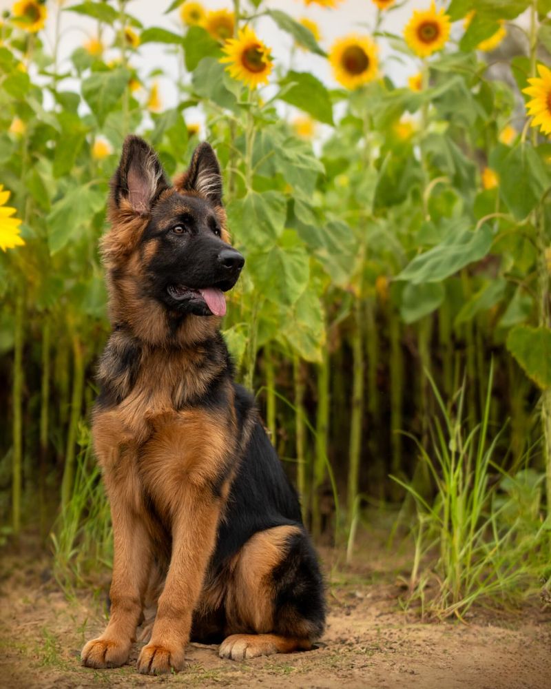 German Shepherd