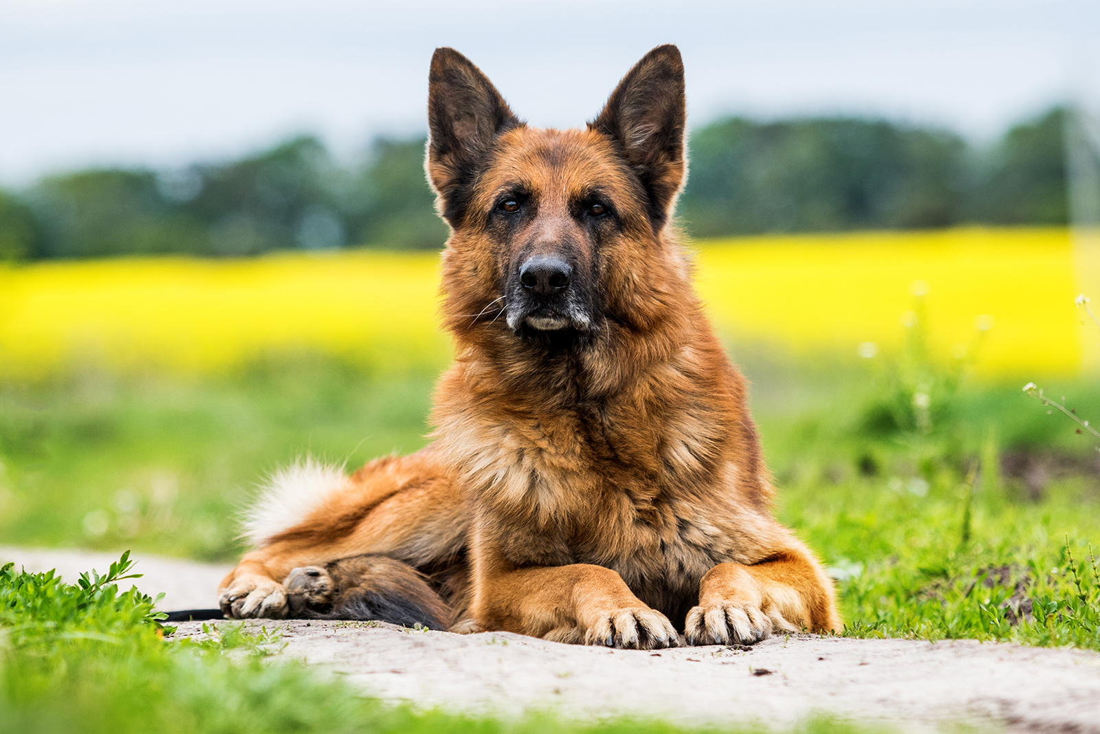 gterman shepherd lying outdoor