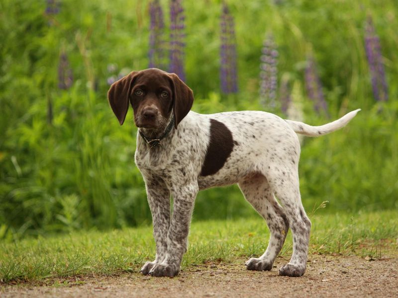 German Shorthaired Pointer