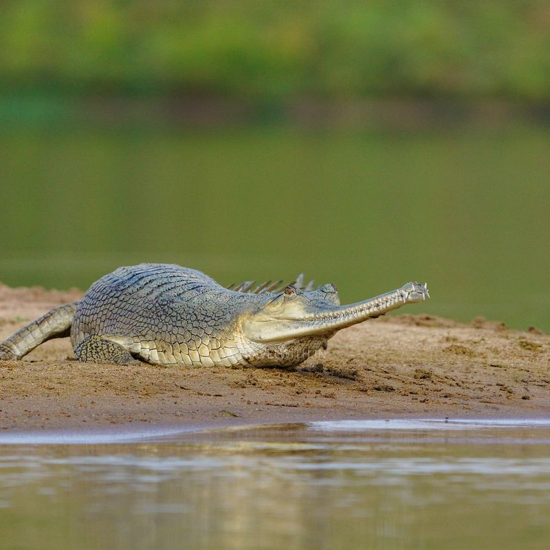 Gharial