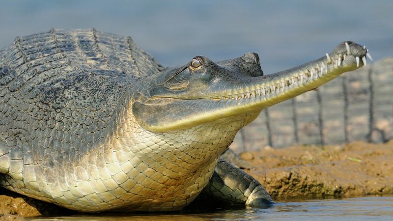 Gharial