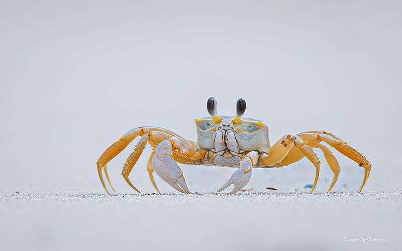 Ghost Crab