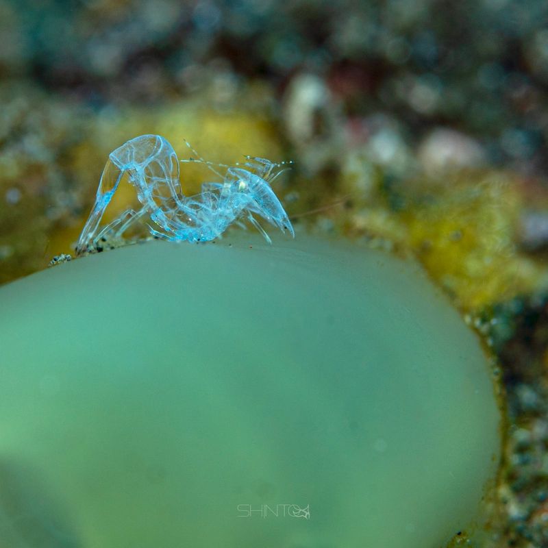 Ghost Shrimp