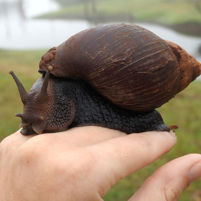 Giant African Land Snail