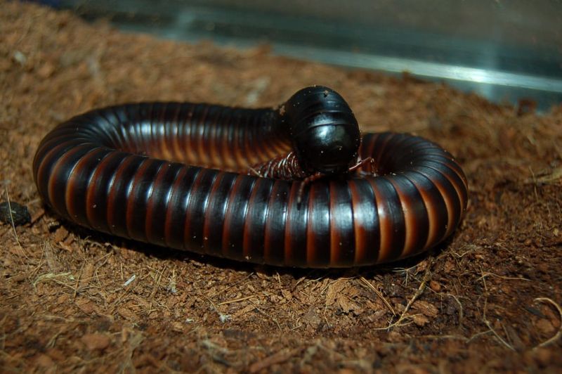 Giant African Millipede