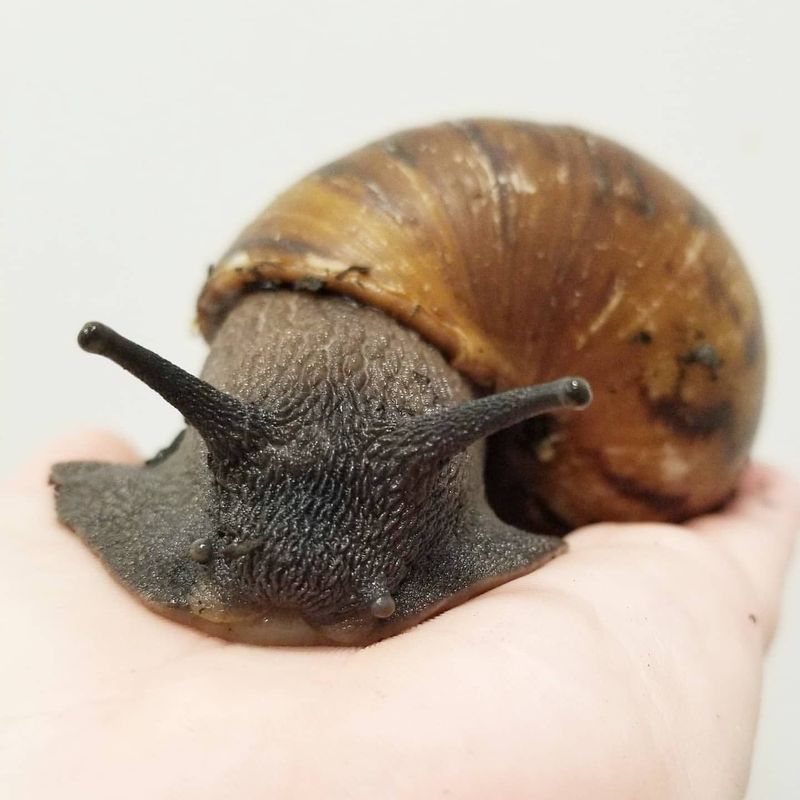 Giant African Snail