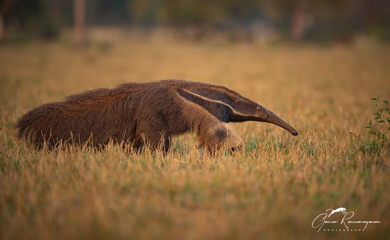 Giant Anteater