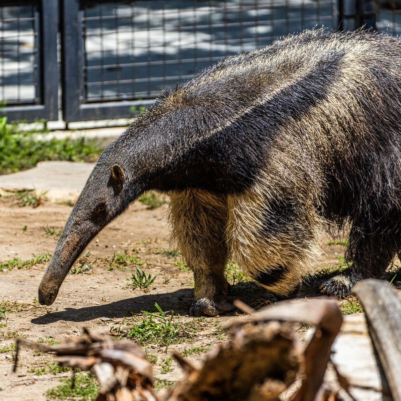 Giant Anteater